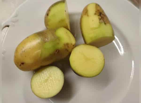 تصویر 3 از خرید سیب زمینی پوست سبز + قیمت فروش استثنایی